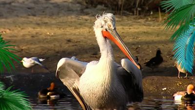 Elefant, Tiger & Co.: Zu neuen Ufern (157)