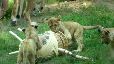 Elefant, Tiger & Co.: Des "Gräsers" fette Beute (933)