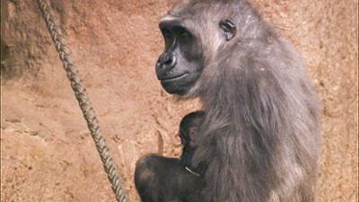 Elefant, Tiger & Co.: Der Mütterclub (561)