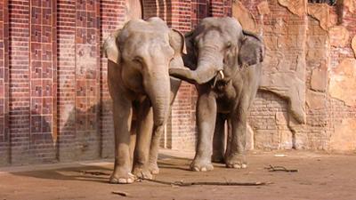 Elefant, Tiger & Co.: Zur Sache, Schätzchen! (355)