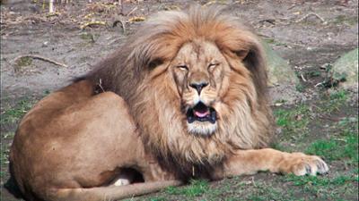 Elefant, Tiger & Co.: Es geschah am hellichten Tag (612)