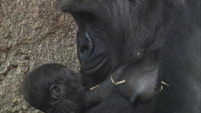 Elefant, Tiger & Co.: Babyboom im Pongoland (233)