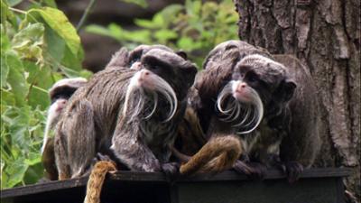 Elefant, Tiger & Co.: Happy Birthday Afrika (833)