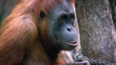 Elefant, Tiger & Co.: Mit Joghurt fängt man Affen (450)