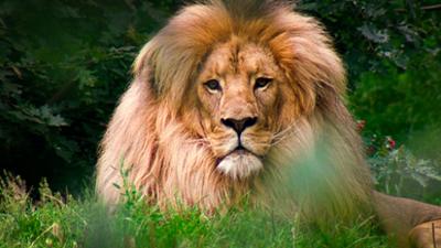 Elefant, Tiger & Co.: Eine haarige Angelegenheit (275)