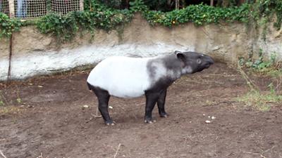 Elefant, Tiger & Co.: Heißer Sommer (530)