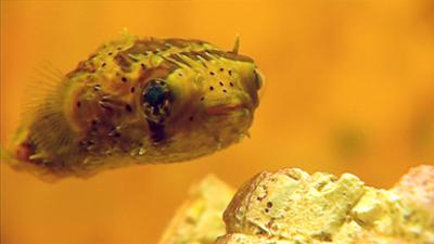 Elefant, Tiger & Co.: Eine runde Sache (335)