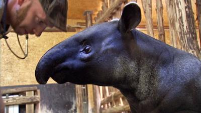 Elefant, Tiger & Co.: Bye Bye Baru! (562)