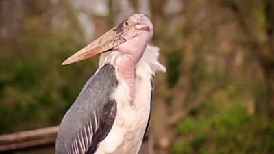 Elefant, Tiger & Co.: Drama im Giraffenstall (356)