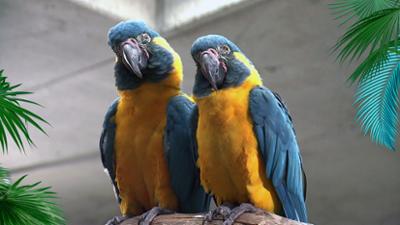 Elefant, Tiger & Co.: Die Messlatte liegt hoch (1173)