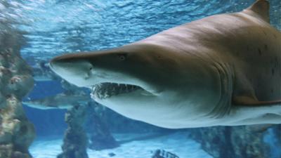 Elefant, Tiger & Co.: Dreihundert Zähne (147)