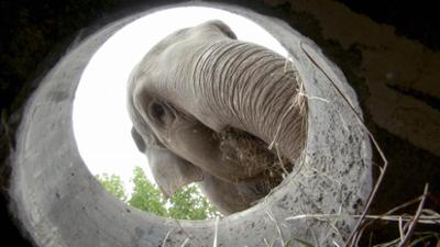 Elefant, Tiger & Co.: Jetzt kommt’s dicke! (396)