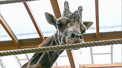 Elefant, Tiger & Co.: Licht und Schatten (613)