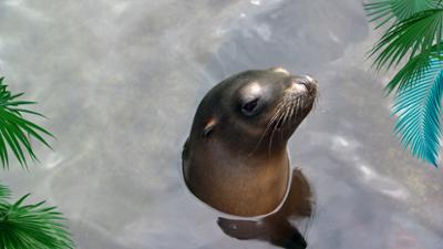 Elefant, Tiger & Co.: Im Tunnelblick (1148) Elefant, Tiger & Co.: Im Tunnelblick (1148)