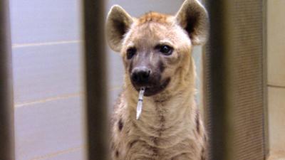 Elefant, Tiger & Co.: Mann o Mann (276)