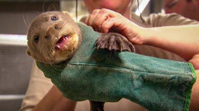 Elefant, Tiger & Co.: Muntere Gesellen (363)