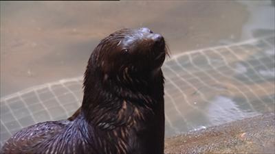 Elefant, Tiger & Co.: Wenn zwei sich streiten... (316)