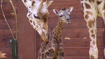 Elefant, Tiger & Co.: Im Wechselbad der Gefühle (336)