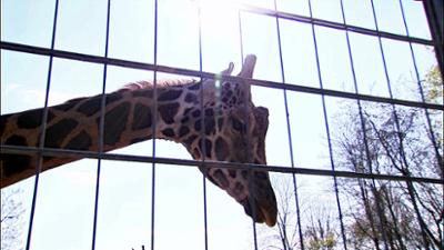 Elefant, Tiger & Co.: Hurtige Hufe (563)