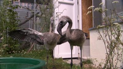 Elefant, Tiger & Co.: Der Flamingo-Kindergarten (630)