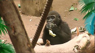 Elefant, Tiger & Co.: Geburtswehen bei Gorilla & Co. (255)