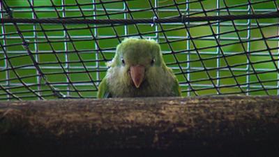 Elefant, Tiger & Co.: Ein Elefant auf Lustreise (277)