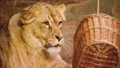 Elefant, Tiger & Co.: Ice Age - Jetzt (294)