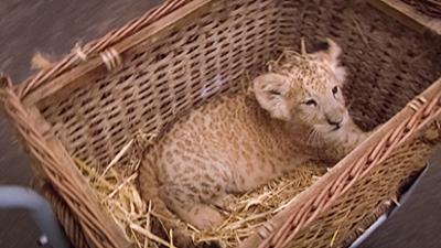 Elefant, Tiger & Co.: Zahnarzt Dr. Tempelhoff (68)