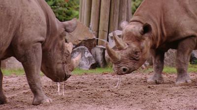 Elefant, Tiger & Co.: Sturm der Liebe (139)