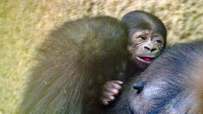 Elefant, Tiger & Co.: Das Kind im Stall (547)