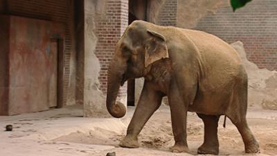 Elefant, Tiger & Co.: Mekongs Abschiedsgeschenk (337)