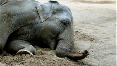 Elefant, Tiger & Co.: Frohe Botschaften (598)