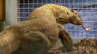 Elefant, Tiger & Co.: Umzug für kleine Drachen (663)