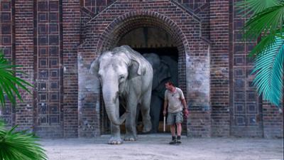 Elefant, Tiger & Co.: Die Waffen der Frauen (483)