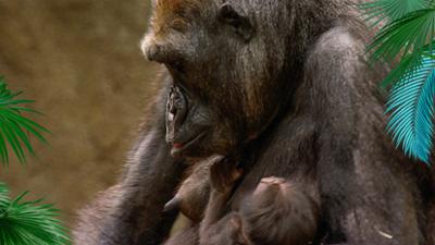 Elefant, Tiger & Co.: Die WG im Wald (256)