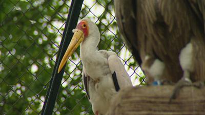 Elefant, Tiger & Co.: Seid fruchtbar und mehret euch (278)