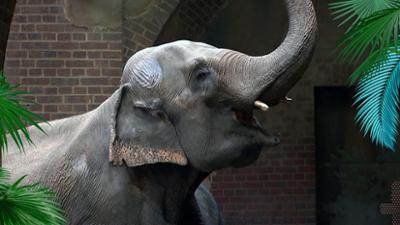 Elefant, Tiger & Co.: Alle Jahre wieder ... (1156)