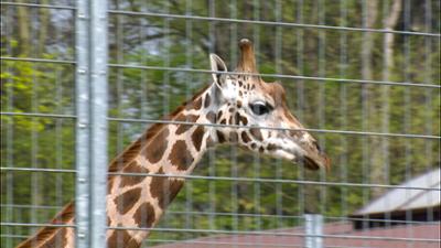 Elefant, Tiger & Co.: Das wird eng! (515)