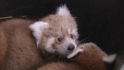 Elefant, Tiger & Co.: Die Angst im Nacken (532)