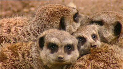 Elefant, Tiger & Co.: Die schnelle Eingreiftruppe (318)