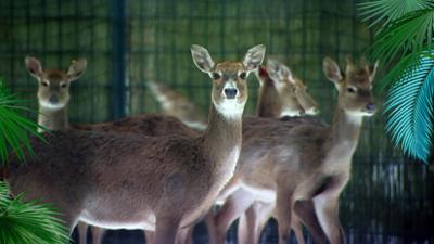 Elefant, Tiger & Co.: Gut durch den Winter? (1165)