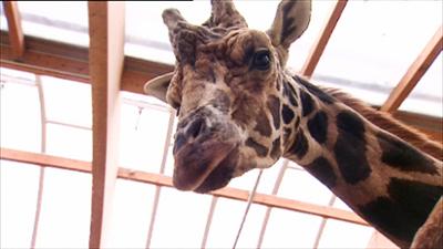 Elefant, Tiger & Co.: Mätzchen von Mäxchen (338)