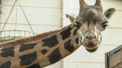 Elefant, Tiger & Co.: Armer "Kleiner Knopf" (357)