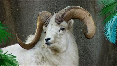 Elefant, Tiger & Co.: Er ist wieder da! (425)