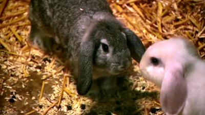 Elefant, Tiger & Co.: Neues von der Ranch (835)