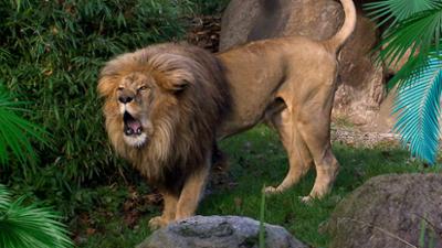 Elefant, Tiger & Co.: Saba kehrt zurück (452)