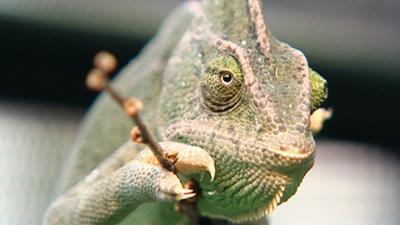 Elefant, Tiger & Co.: Jagdfieber (257)