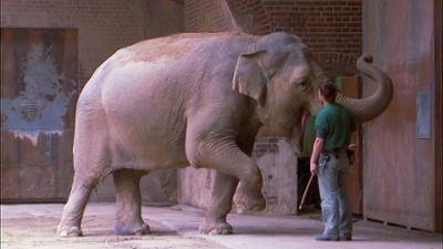 Elefant, Tiger & Co.: Die kindliche Königin (296)