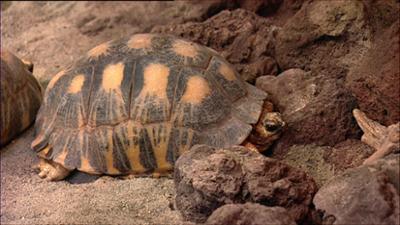 Elefant, Tiger & Co.: Eule auf Eiersuche (141)