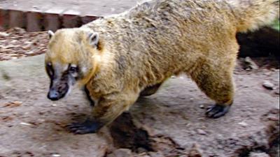 Elefant, Tiger & Co.: Kay-Uwe (564)